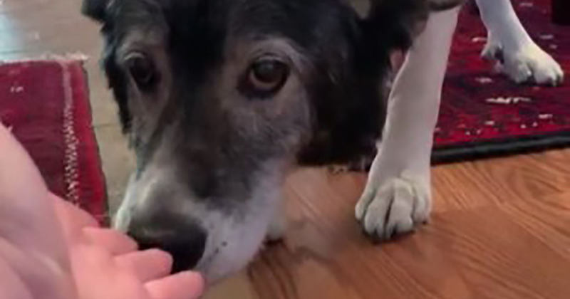 Un chien âgé qui perd la mémoire se souvient de sa propriétaire, sa réaction touchante !