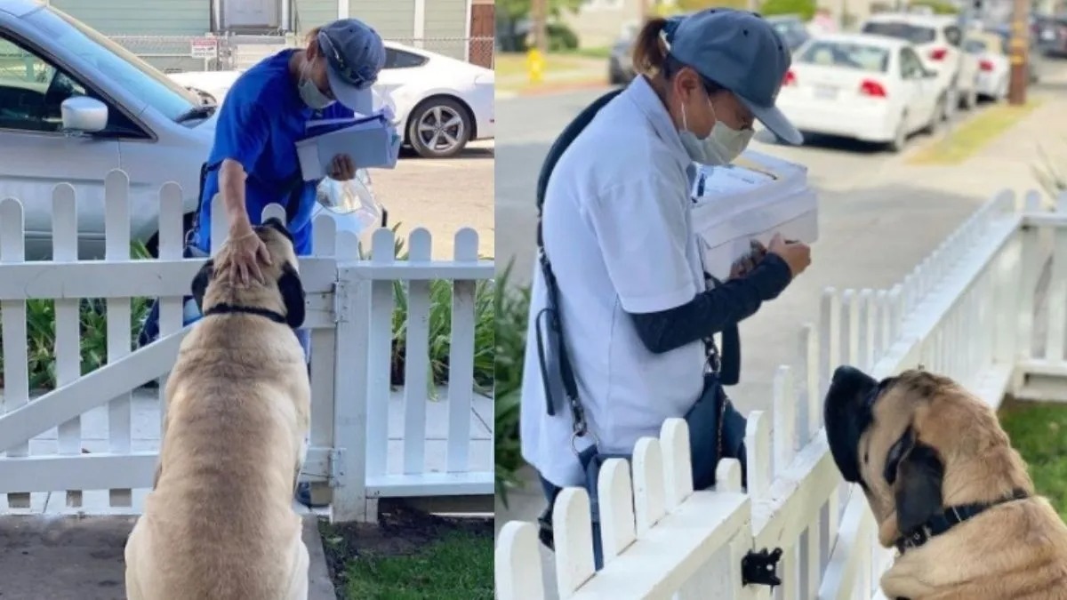 Un chien attend avec impatience l'arrivée de la factrice qui lui donne des friandises