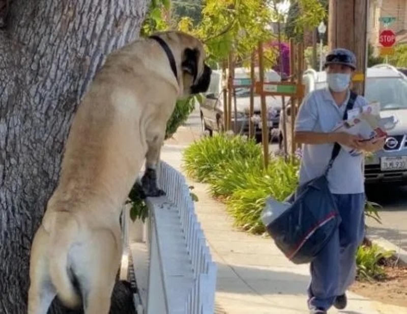 Un chien attend avec impatience l'arrivée de la factrice qui lui donne des friandises