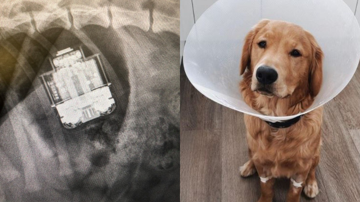 Un chien avale un boîtier d’écouteurs sans fil et doit subir une opération chirurgicale en urgence