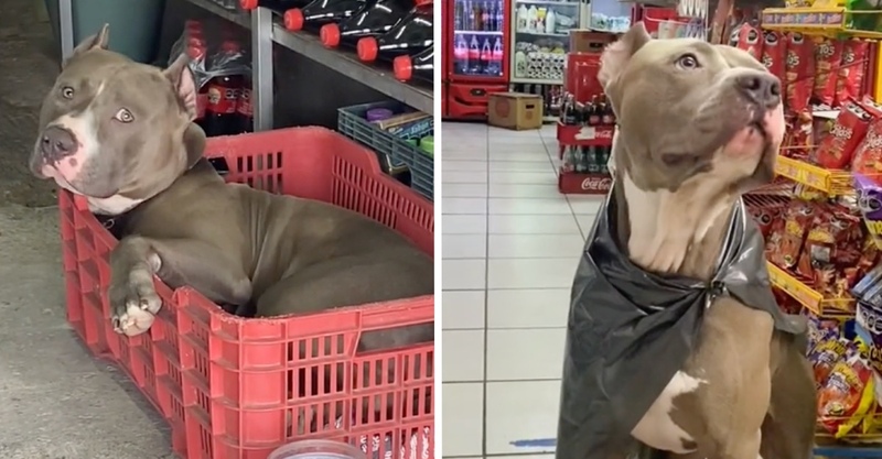 Un chien de magasin devient célèbre pour aider les clients à faire leurs courses !