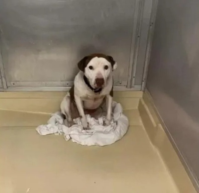 Un chien attend tristement dans un refuge, sa vie va basculer pour toujours