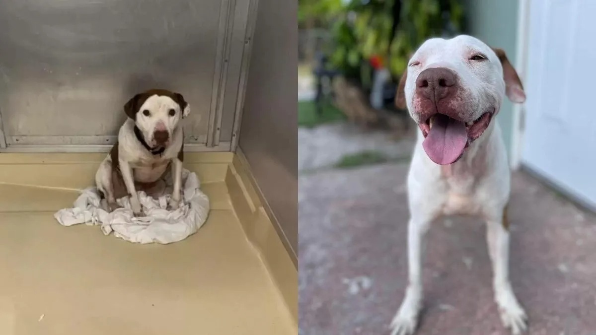 Un chien attend tristement dans un refuge, sa vie va basculer pour toujours