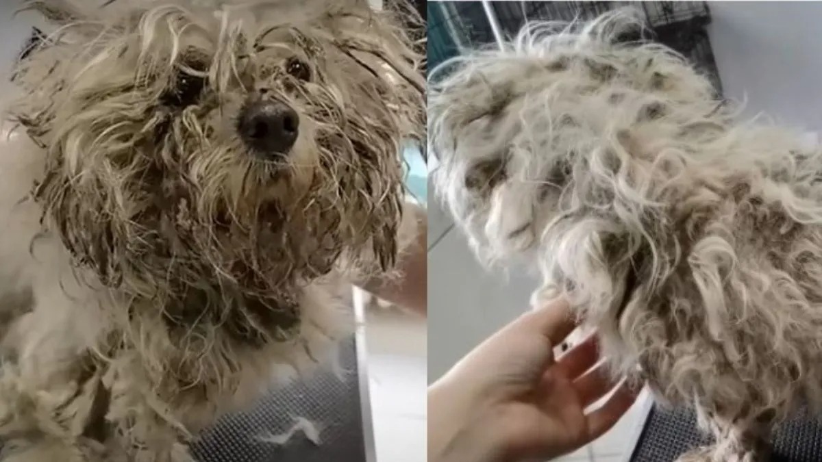 La métamorphose de ce chien errant trouvé dans un état déplorable est impressionnante !