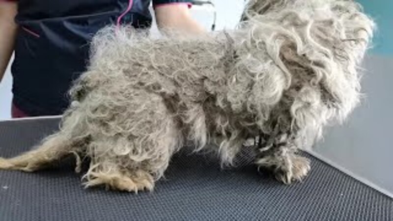 La métamorphose de ce chien errant trouvé dans un état déplorable est impressionnante !