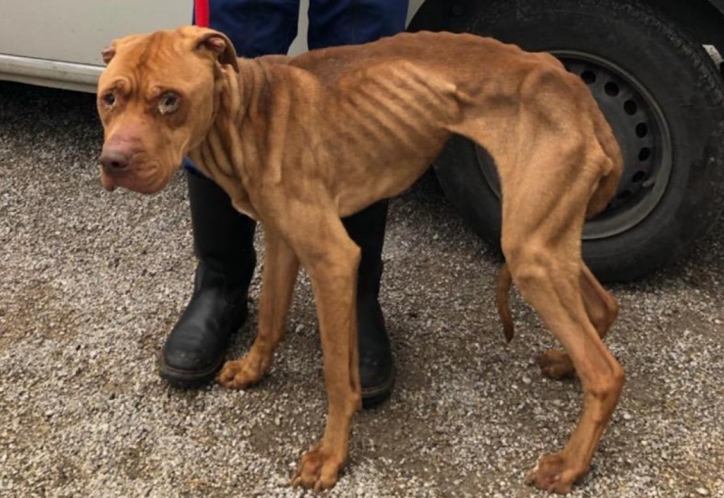 Un chien mourant abandonné dans un appartement est enfin sauvé !