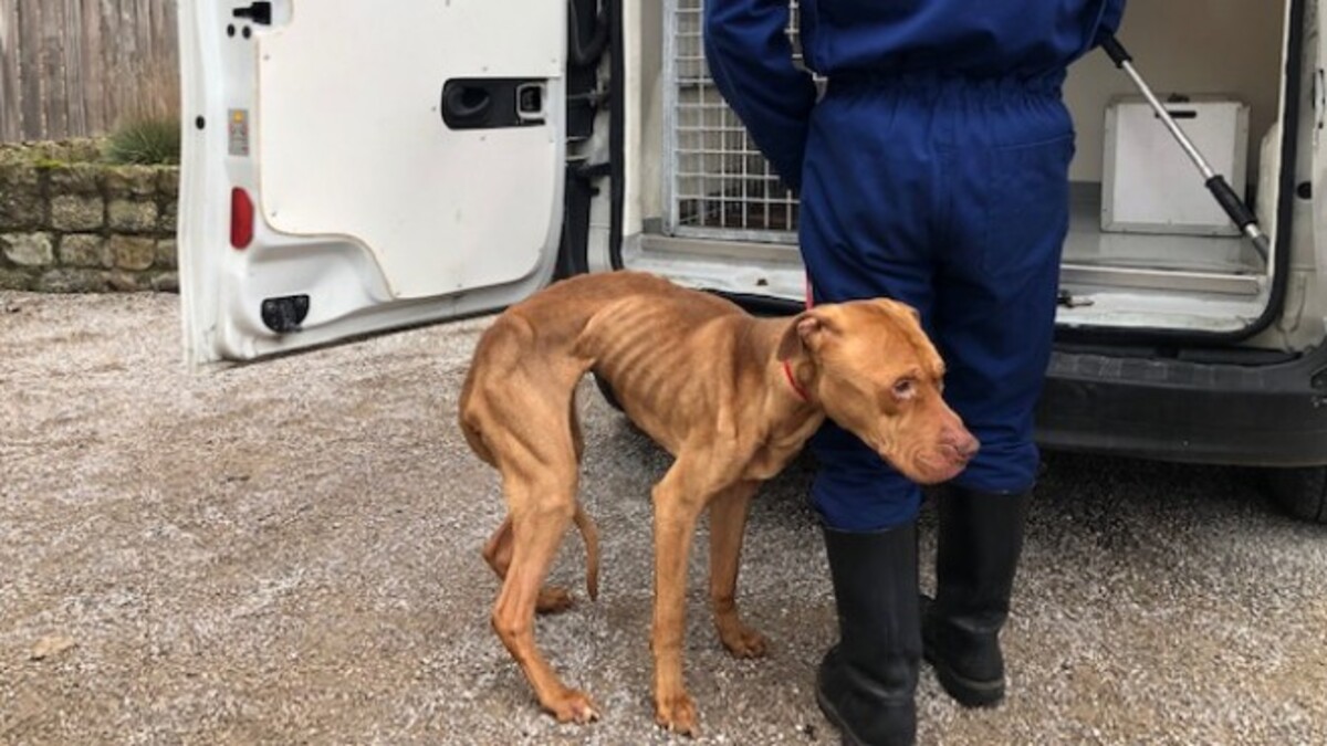 Un chien mourant abandonné dans un appartement est enfin sauvé !