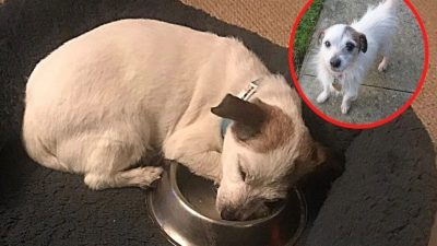 Un chien sauvé de la rue adore sa gamelle et devient son bien le plus précieux !