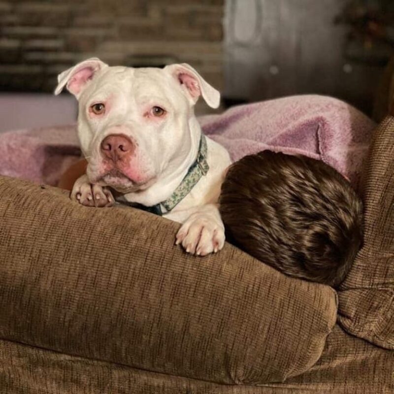 Un garçon sourd adopte un chien atteint de la même maladie, leur lien est magnifique