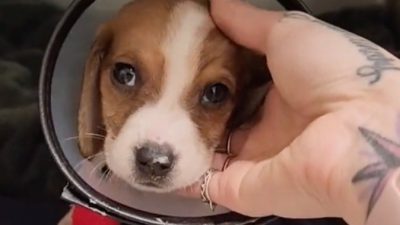 Un chiot est sauvé de l'euthanasie, doit mener un nouveau combat contre une maladie !
