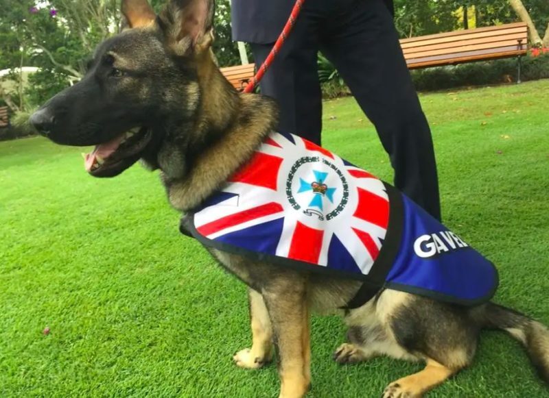 Un chiot exclu du programme de dressage de chiens policiers La meilleure chose qui lui soit arrivée