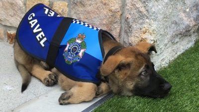 Un chiot exclu du programme de dressage de chiens policiers La meilleure chose qui lui soit arrivée