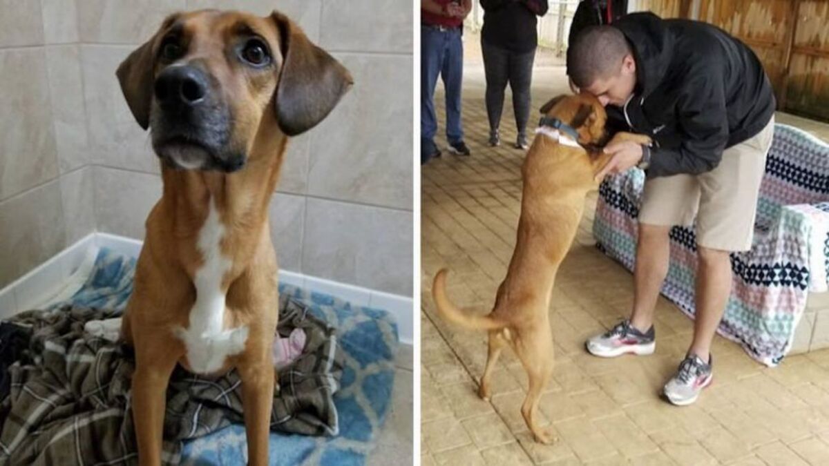 Un chiot perdu depuis des semaines hurle de joie lorsqu'il retrouve son maître !