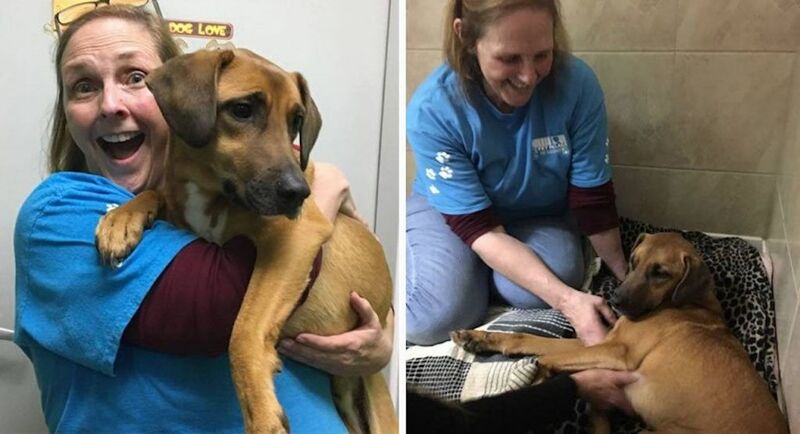 Un chiot perdu depuis des semaines hurle de joie lorsqu'il retrouve son maître !