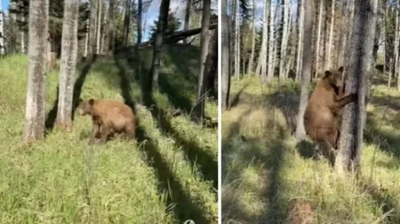 Un homme enregistre une rencontre choquante avec un ours qui le poursuit, les images deviennent virales dans le monde entier