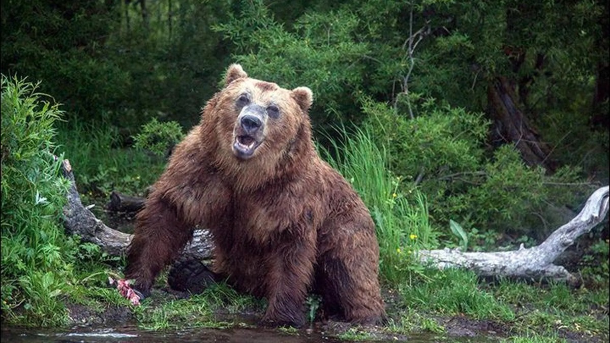 Il enregistre une rencontre choquante avec un ours qui le poursuit, les images deviennent virales dans le monde entier
