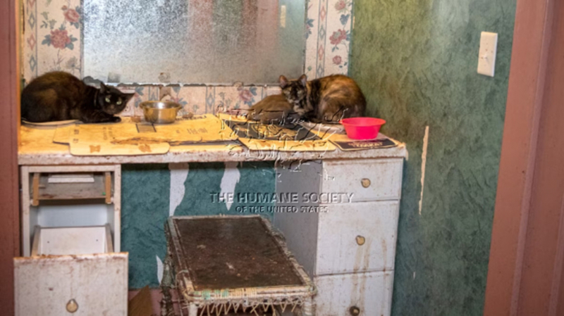 Un homme gardait plus 170 chats dans des conditions effroyables à l’intérieur de ses 3 propriétés