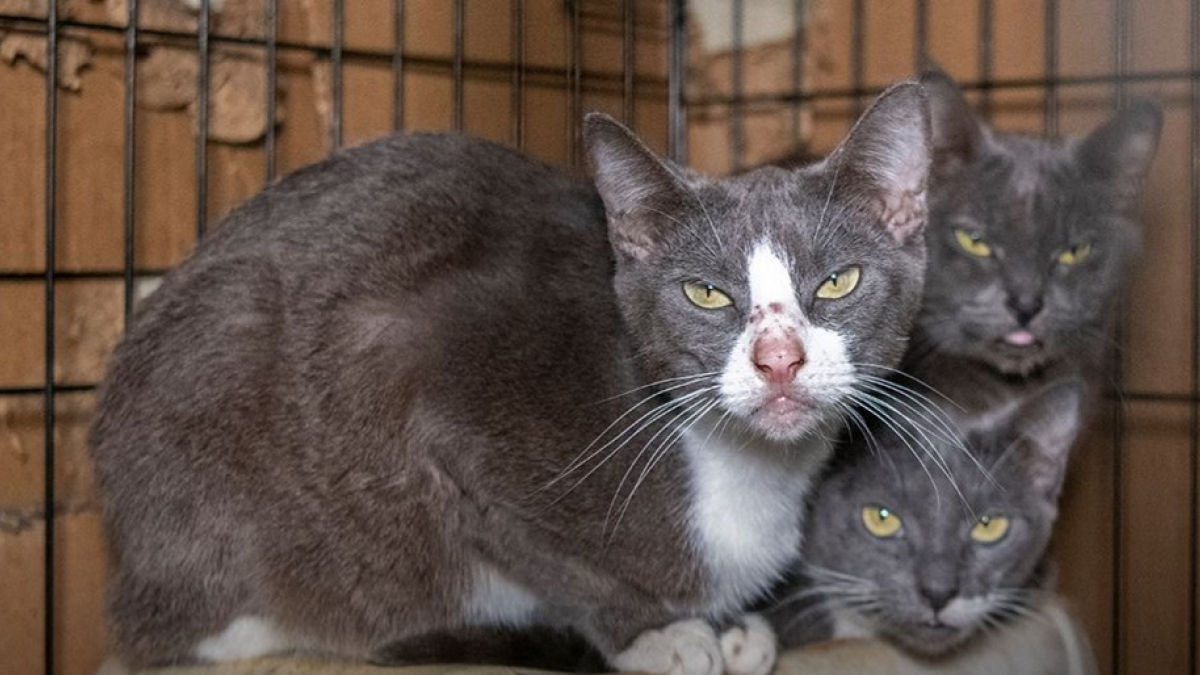 Un homme gardait plus 170 chats dans des conditions effroyables à l’intérieur de ses 3 propriétés