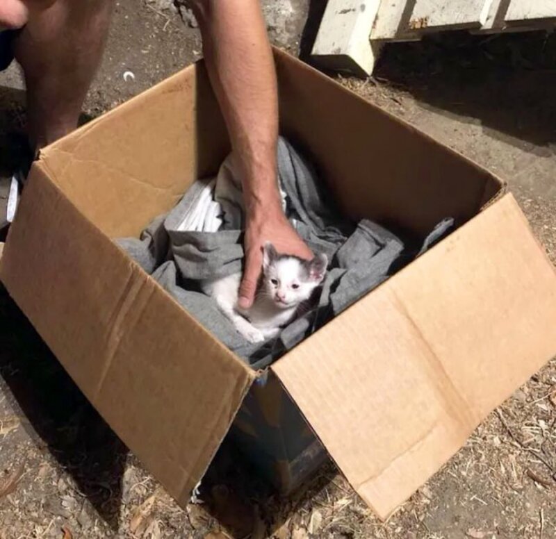 Un homme parvient à sauver à temps une famille de chats abandonnés dans une boîte