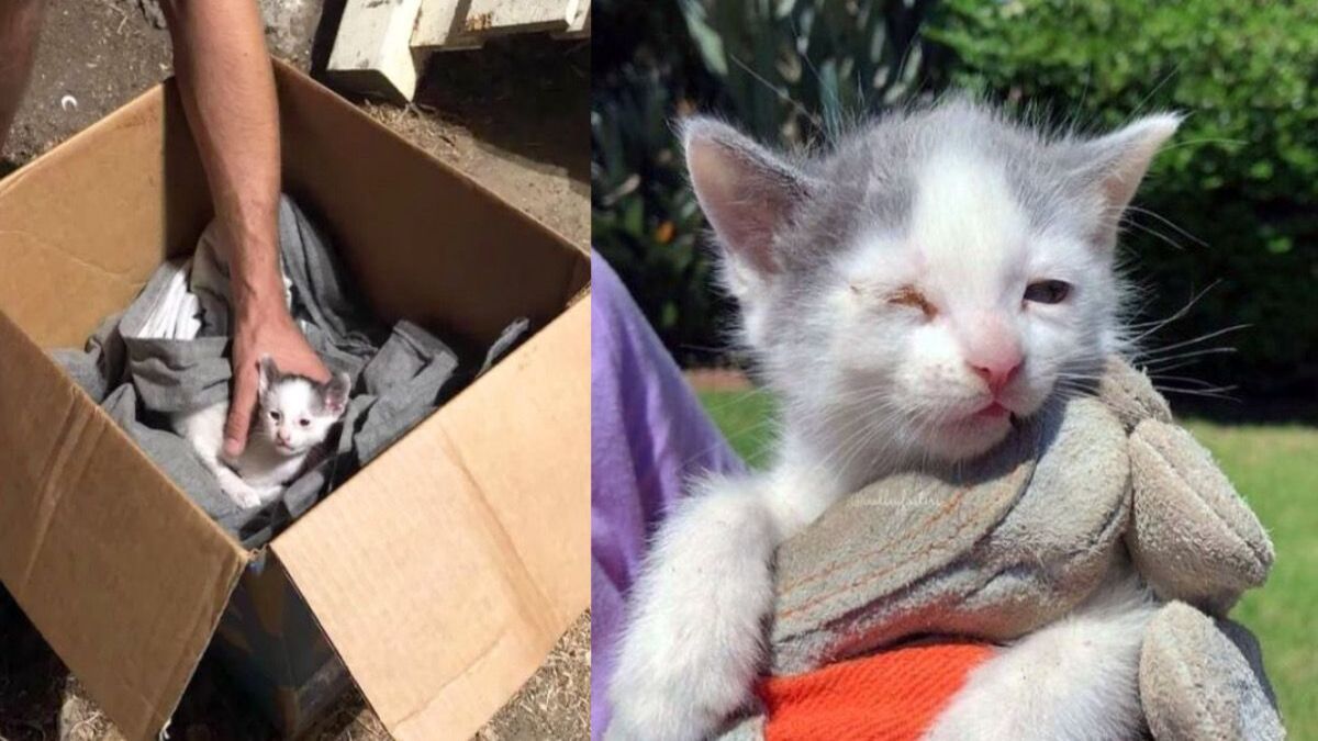Un homme parvient à sauver à temps une famille de chats abandonnés dans une boîte