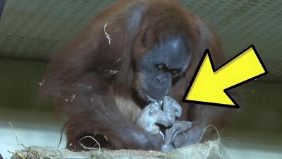 Une orang-outan surprend tout le monde en donnant naissance à un bébé dont le père est inconnu
