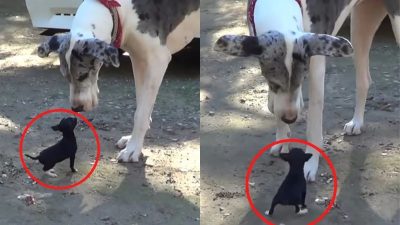 Un chiot rencontre un chien géant et ils deviennent les meilleurs amis du monde