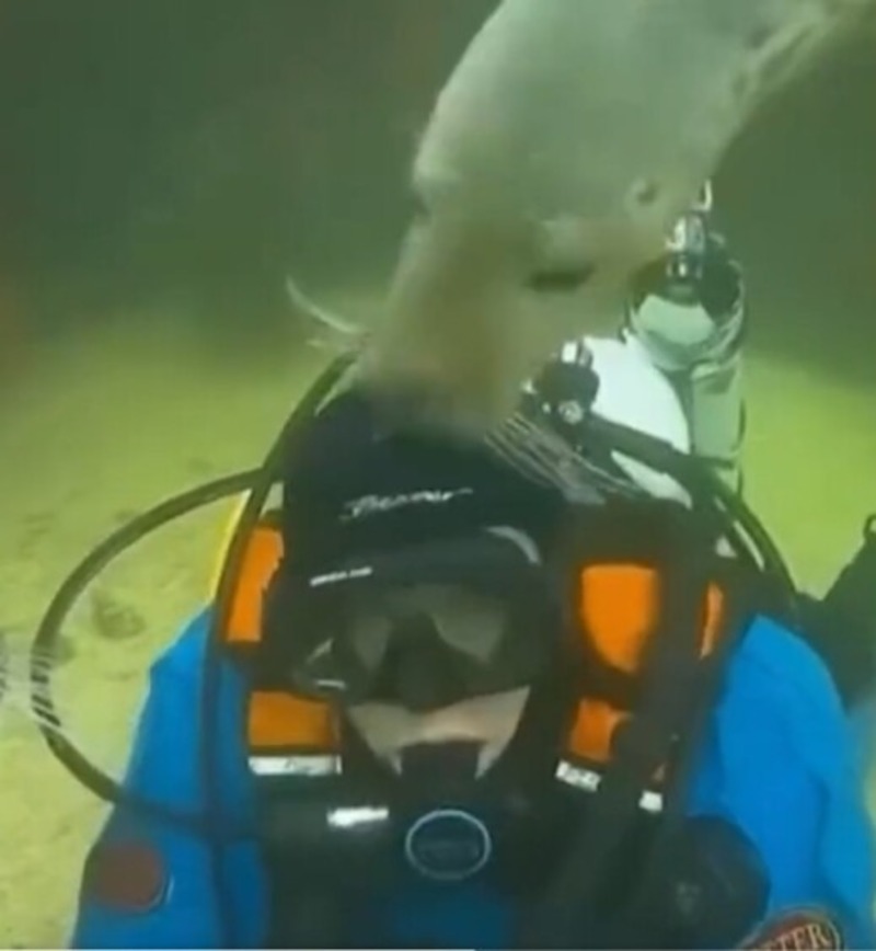 Un phoque croit que cet homme se noie, il se précipite pour le sauver !