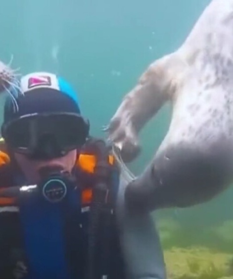 Un phoque croit que cet homme se noie, il se précipite pour le sauver !