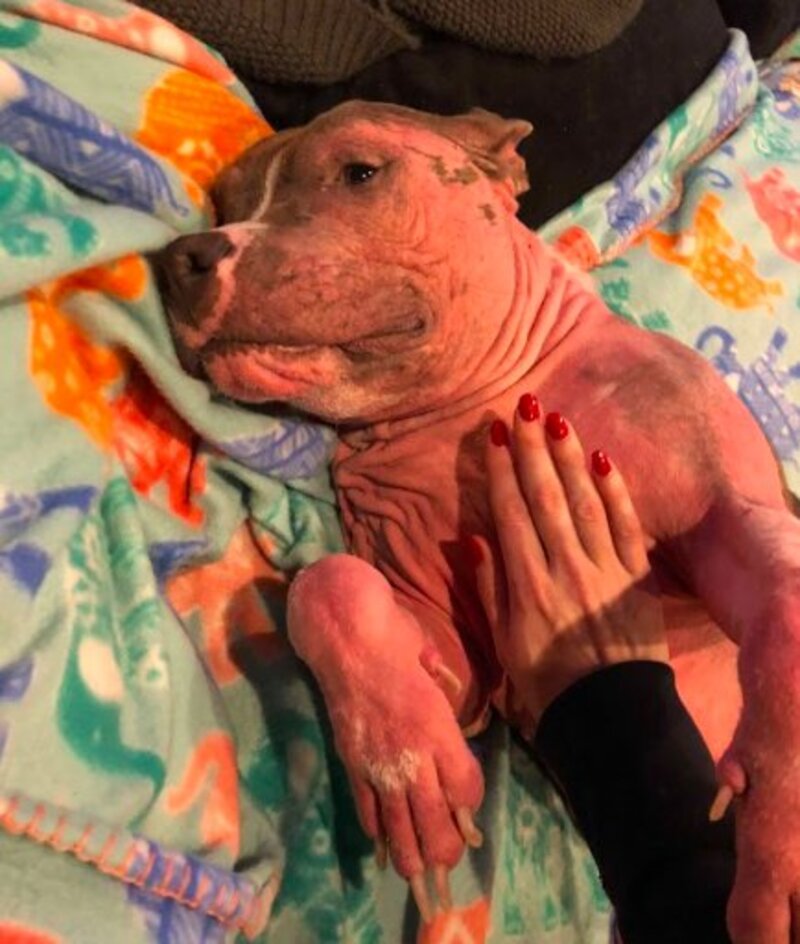 Ce Pitbull maltraité et abandonné dans la rue voit sa vie basculer du jour au lendemain