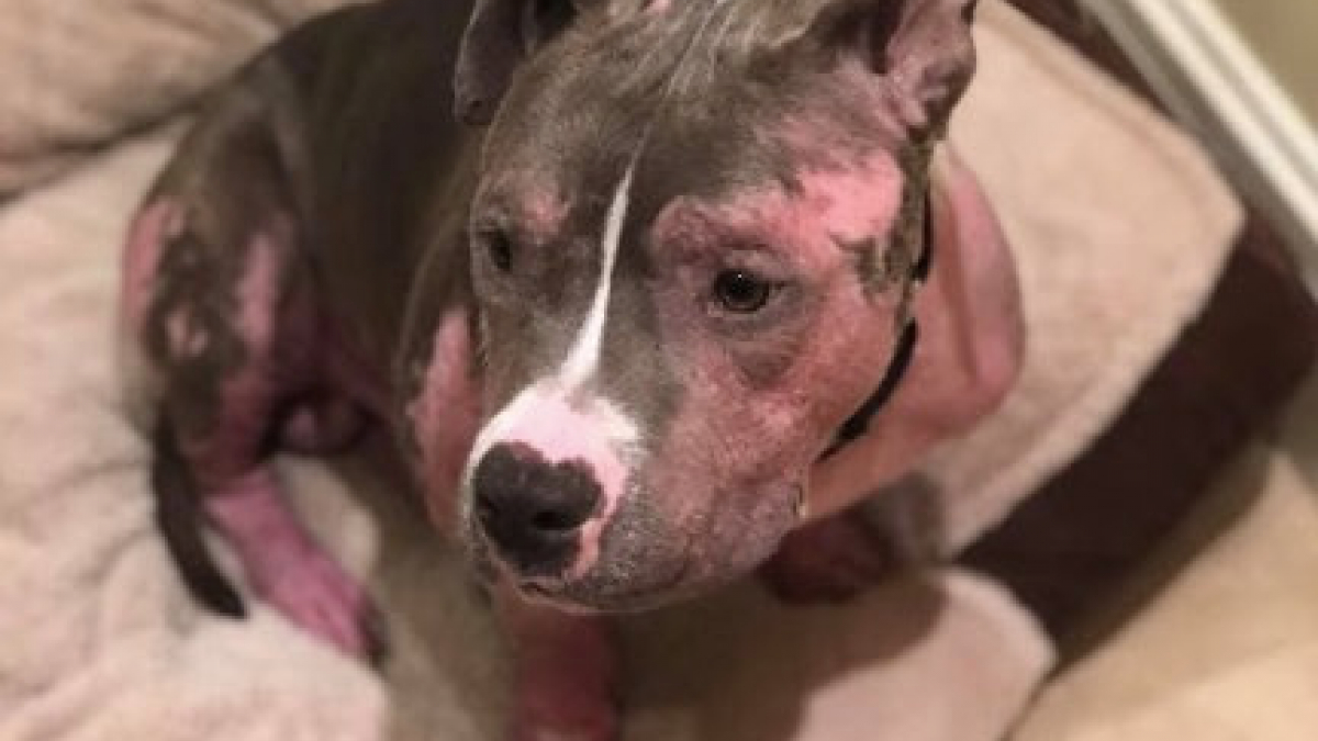 Ce Pitbull maltraité et abandonné dans la rue voit sa vie basculer du jour au lendemain