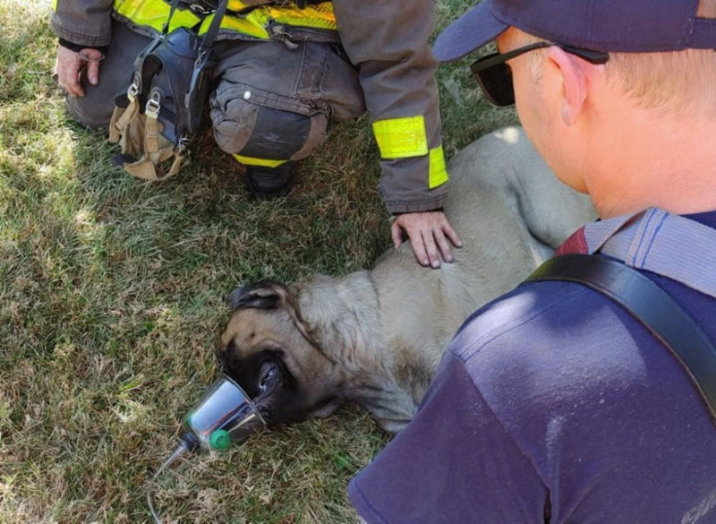 Un pompier sauve un chien d'un immeuble en feu, et devient son meilleur ami !
