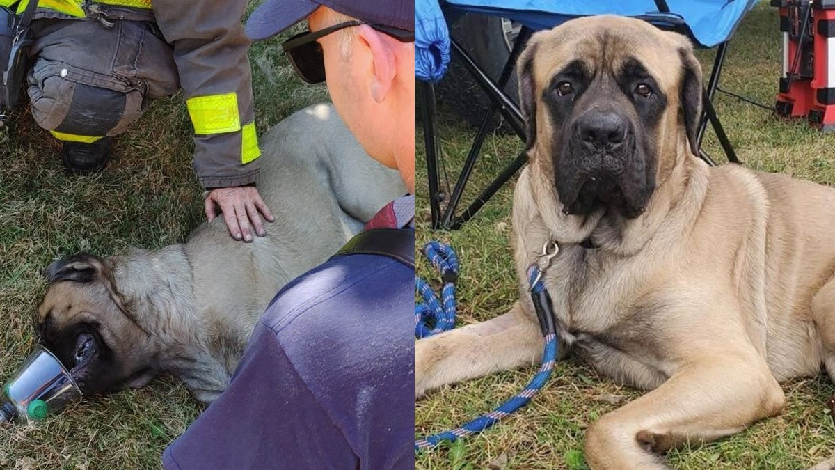 Un pompier sauve un chien d'un immeuble en feu, et devient son meilleur ami !