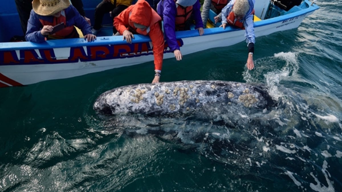 Une baleine interpelle des marins pour qu’ils lui retirent ses parasites, incroyable!
