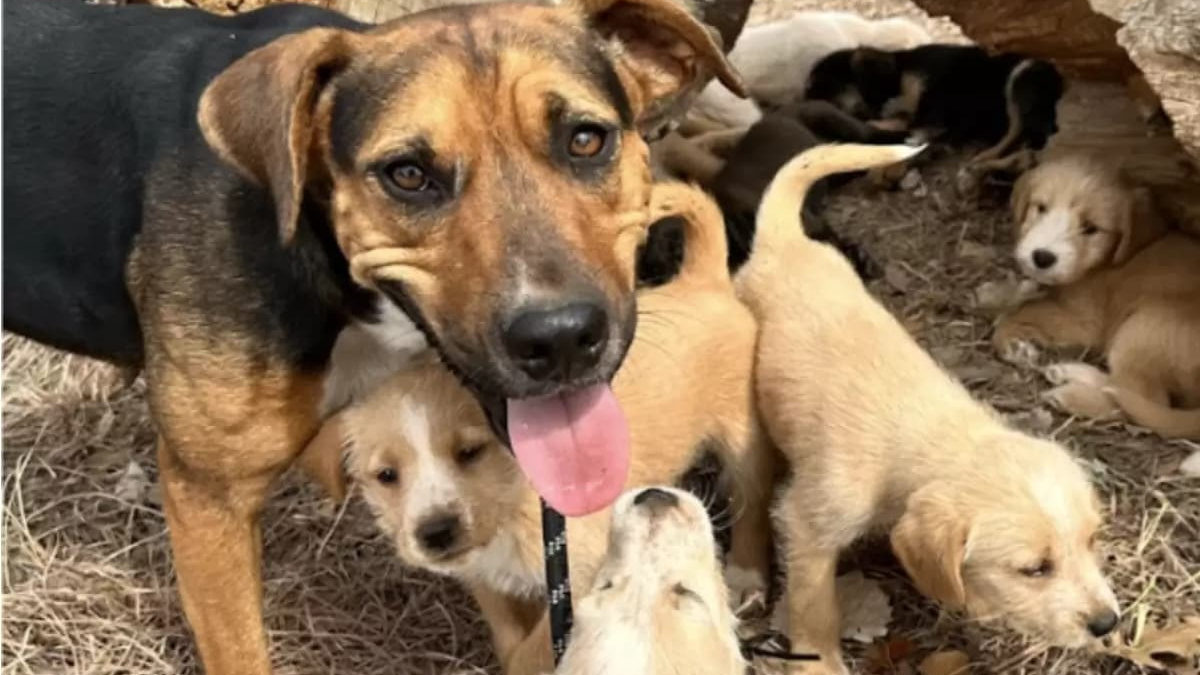 Une bénévole n'en revient pas du nombre de chiots protégés par une chienne errante au grand cœur !