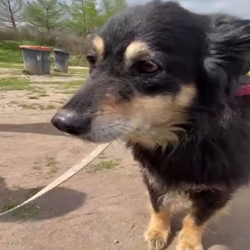 Une chienne a été abandonnée par sa famille après 10 ans de vie commune car ils en avaient assez d'elle !