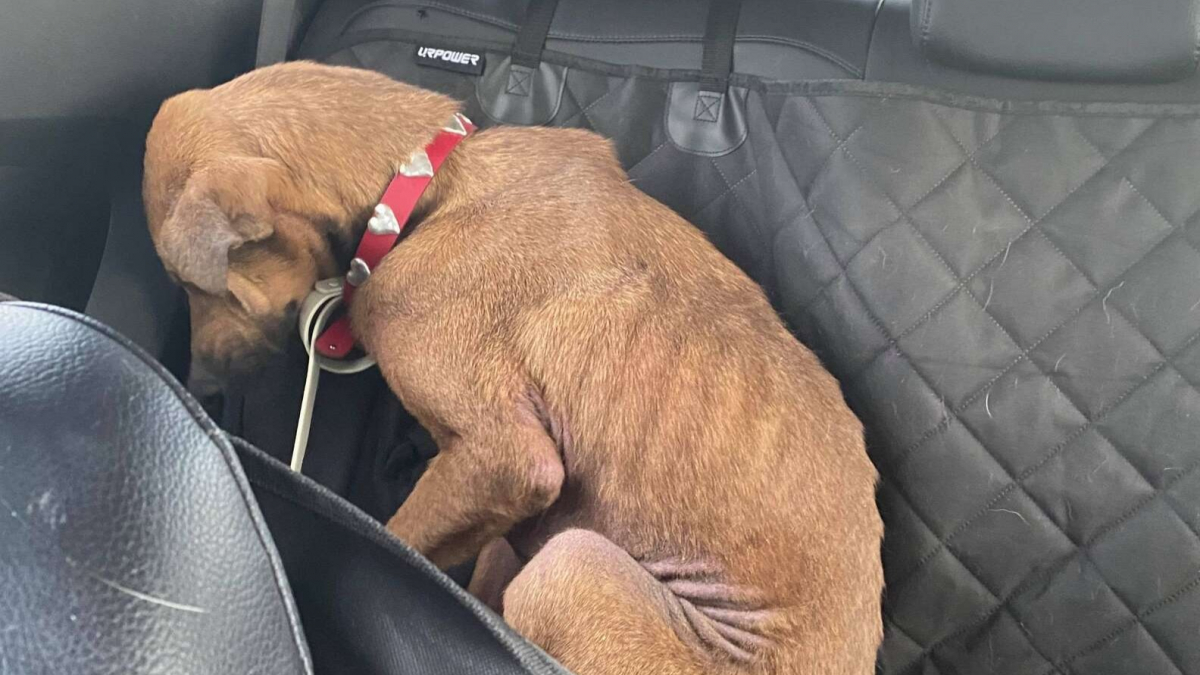 Une chienne malheureuse qui regardait personne, qui n'avait jamais connu l'amour reprend goût à la vie