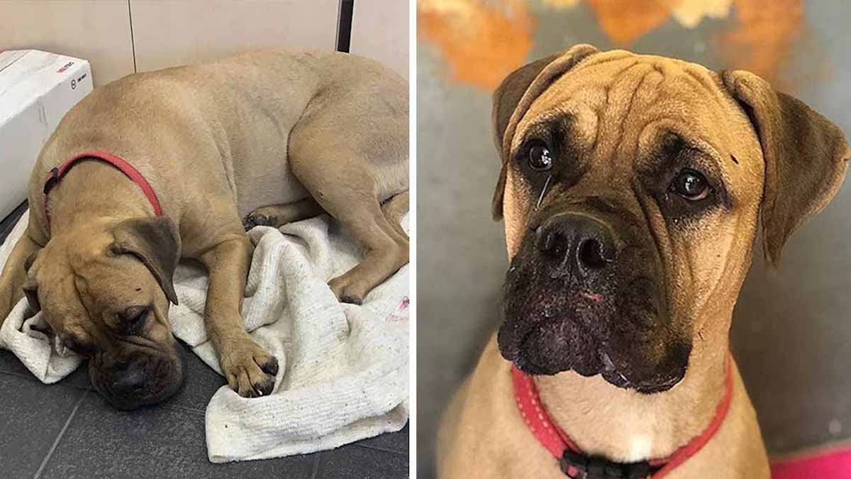 Une chienne marche plus de 200 km avec les larmes aux yeux pour retrouver la personne qui l'a abandonnée !