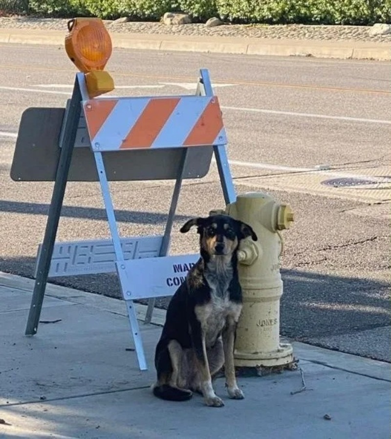 Cette chienne attendait ses maîtres à l’endroit où ils l’avaient abandonnée, sa vie bascule