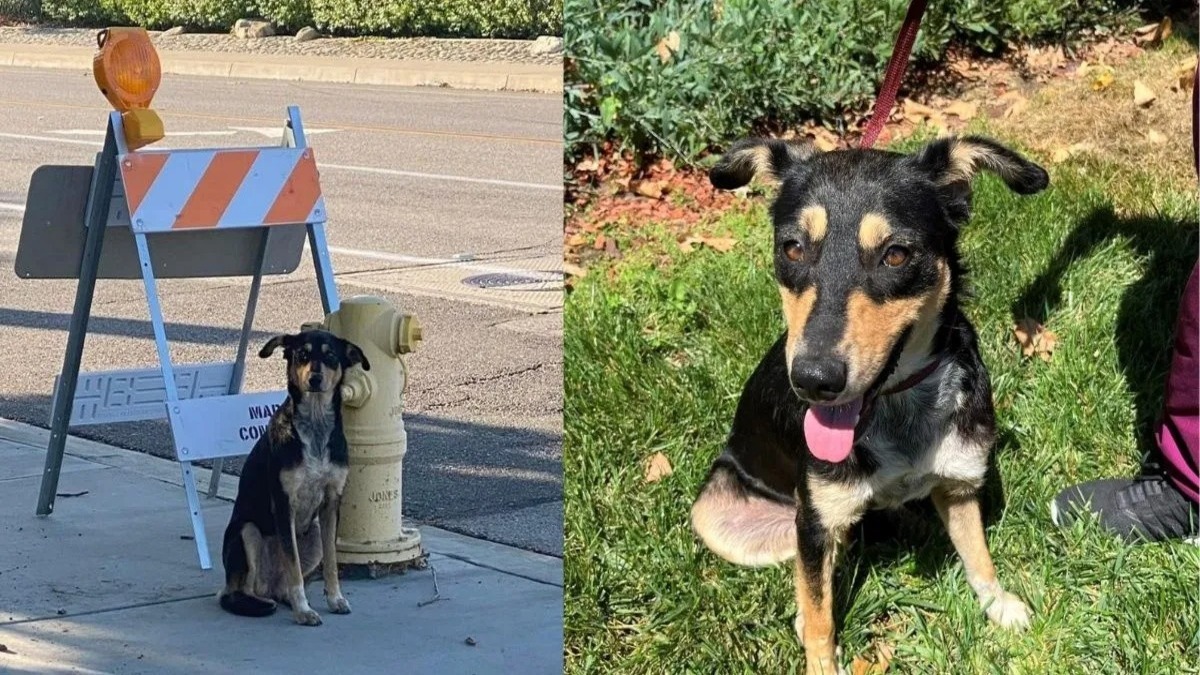 Cette chienne attendait ses maîtres à l’endroit où ils l’avaient abandonnée, sa vie bascule