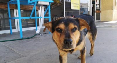 Cette chienne attendait ses maîtres à l’endroit où ils l’avaient abandonnée, sa vie bascule