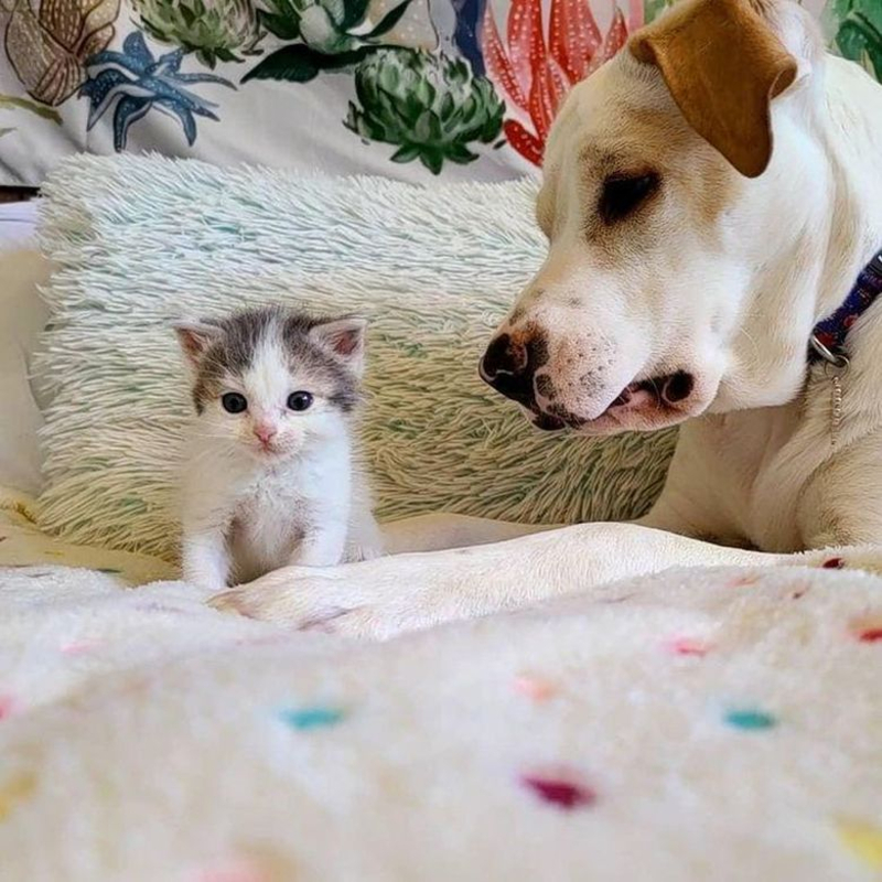Une chienne s’occupe d’un chaton rescapé comme si c’était son propre bébé