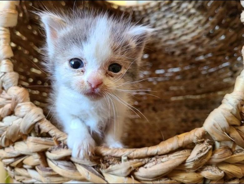 Une chienne s’occupe d’un chaton rescapé comme si c’était son propre bébé