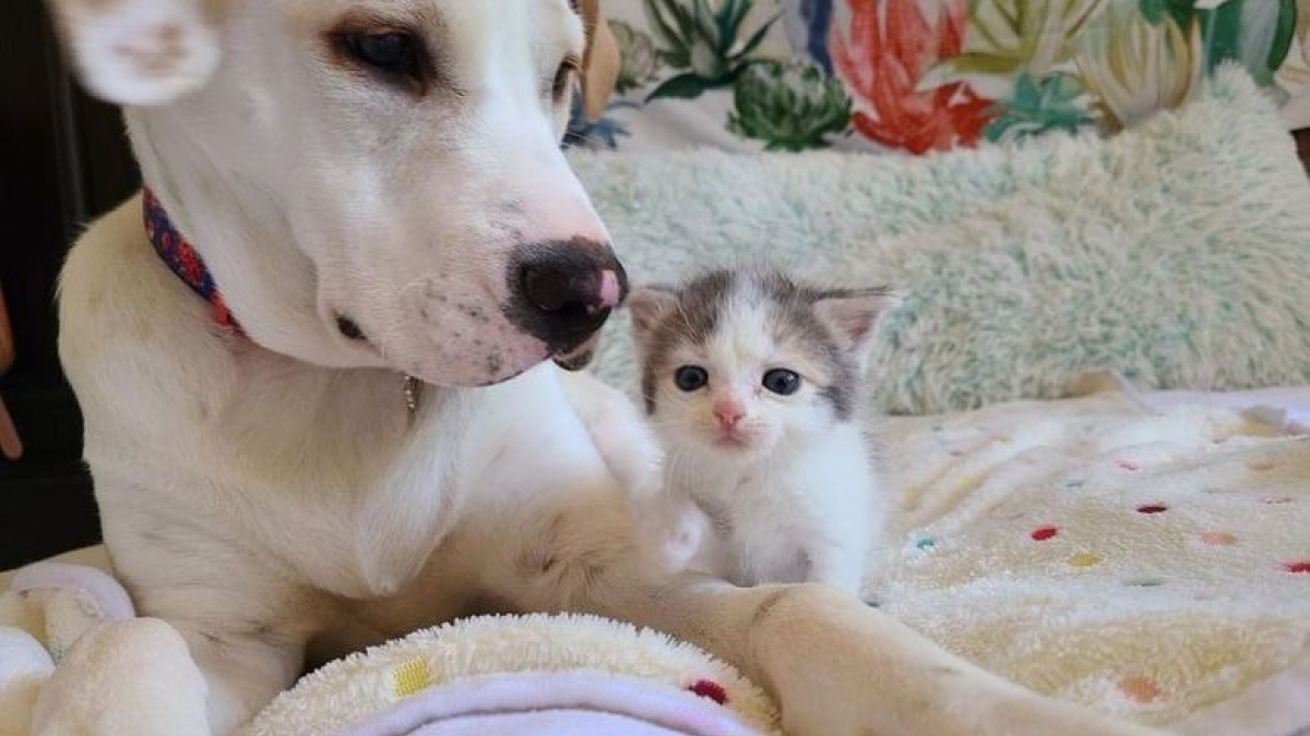 Une chienne s’occupe d’un chaton rescapé comme si c’était son propre bébé