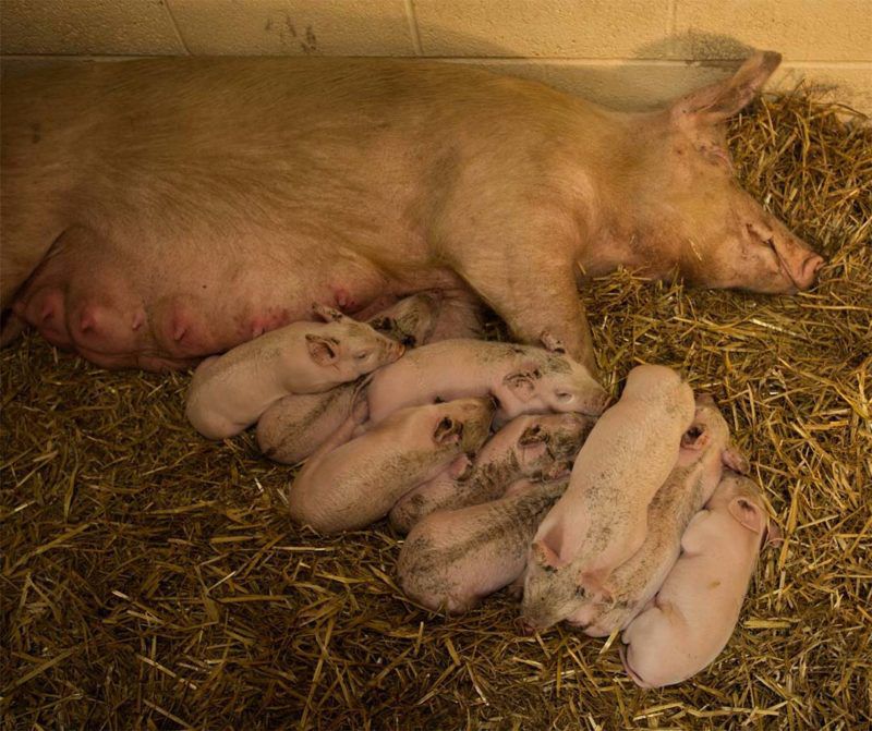 Une truie enceinte a sauvé ses petits en fuyant la ferme, regardez comme ils sont beaux