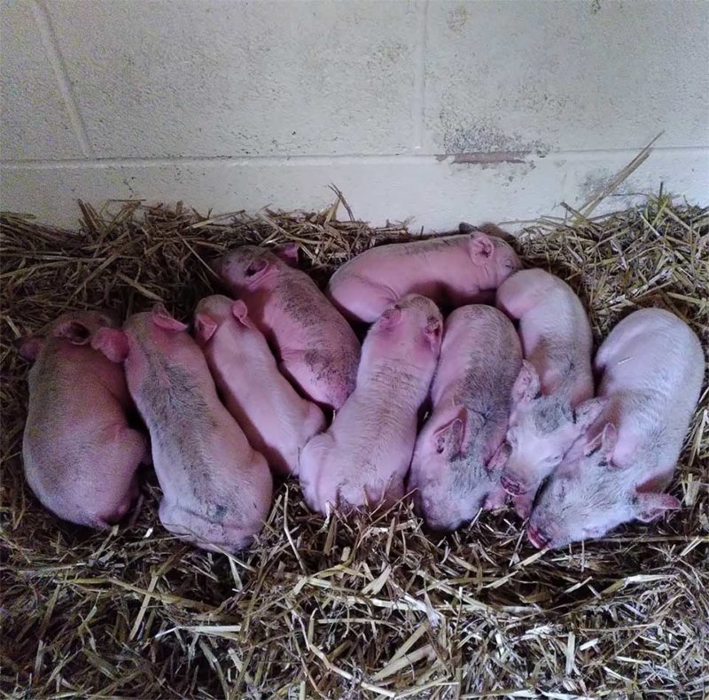 Une truie enceinte a sauvé ses petits en fuyant la ferme, regardez comme ils sont beaux