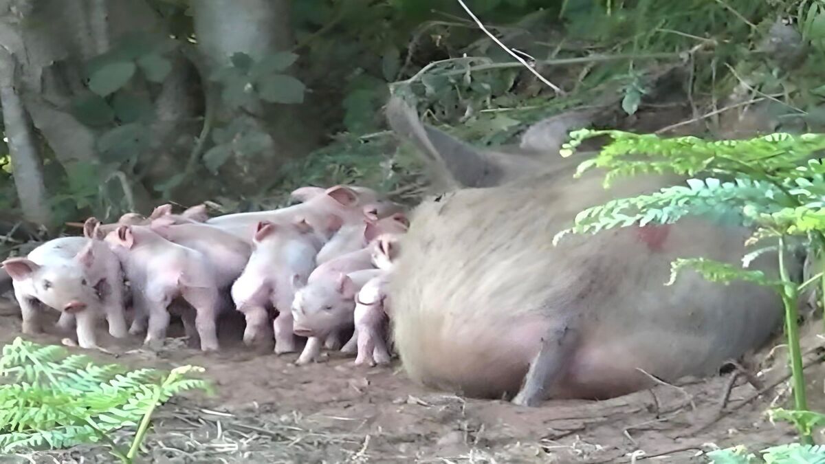 Une truie enceinte a sauvé ses petits en fuyant la ferme, regardez comme ils sont beaux