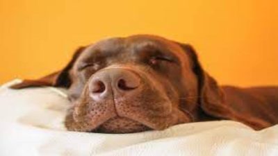 Une étude révèle que les chiens rêvent de leurs maîtres