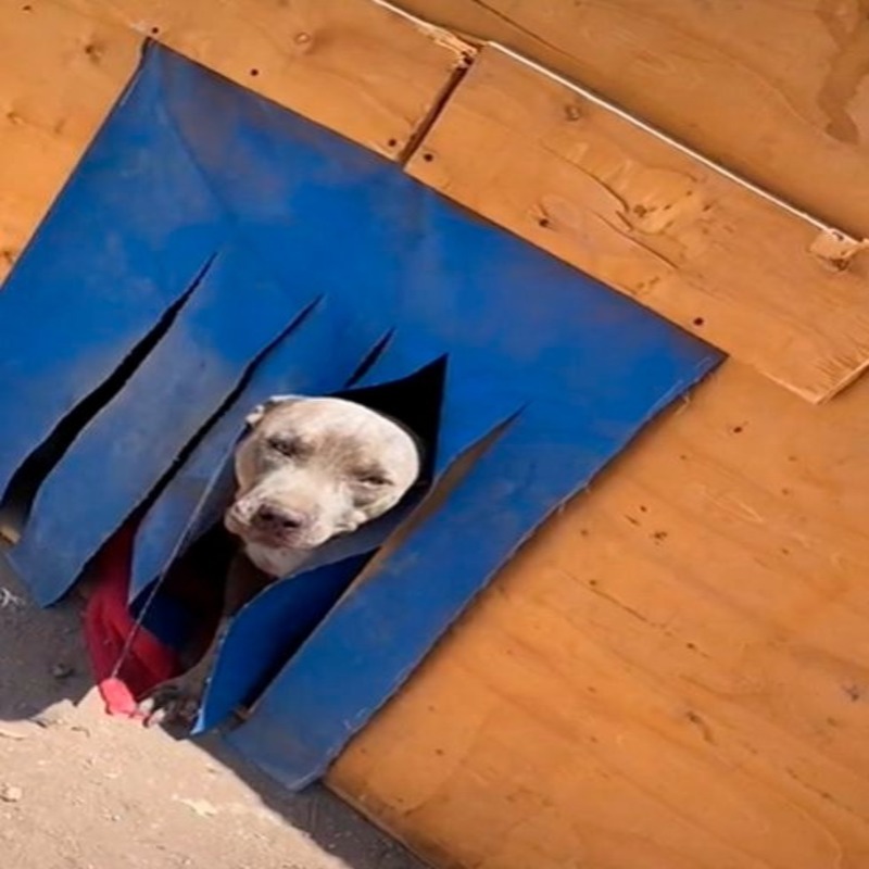 Une famille construit à son chien une maison climatisée et maintenant il ne veut plus sortir !