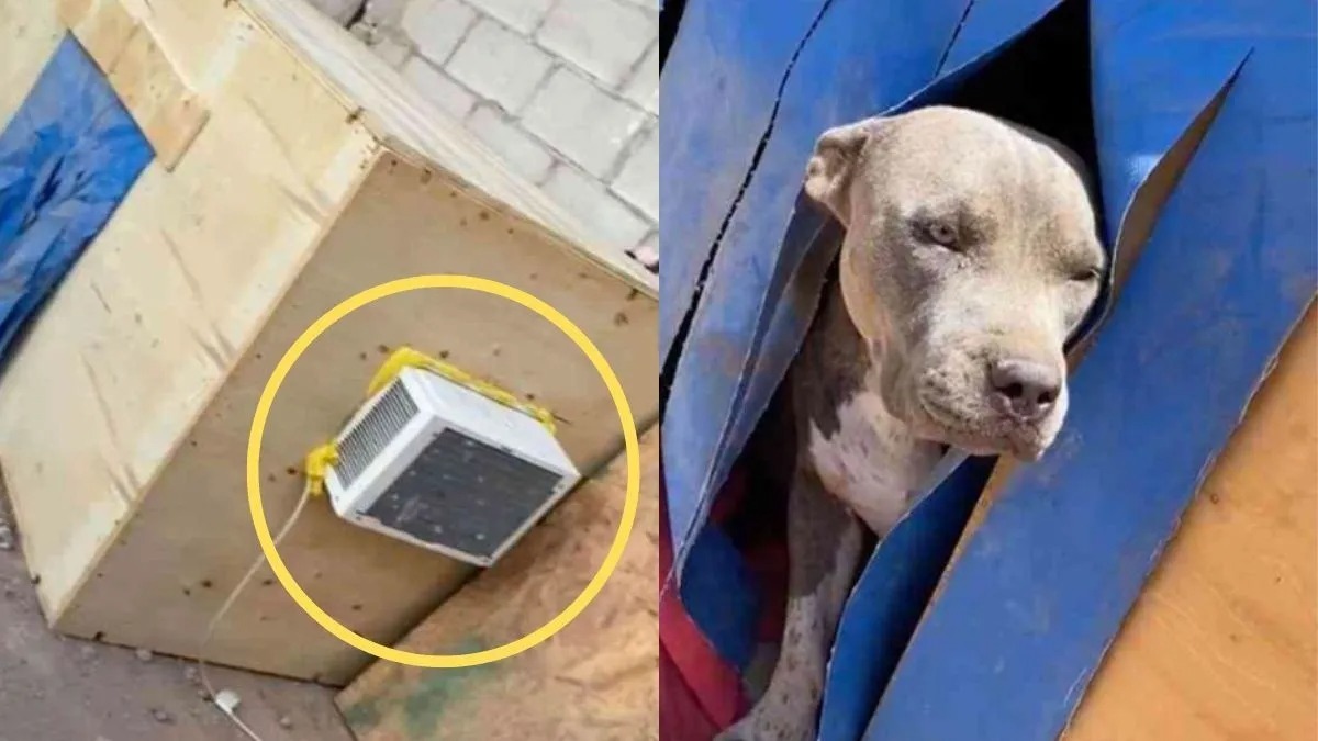 Une famille construit à son chien une maison climatisée et maintenant il ne veut plus sortir !