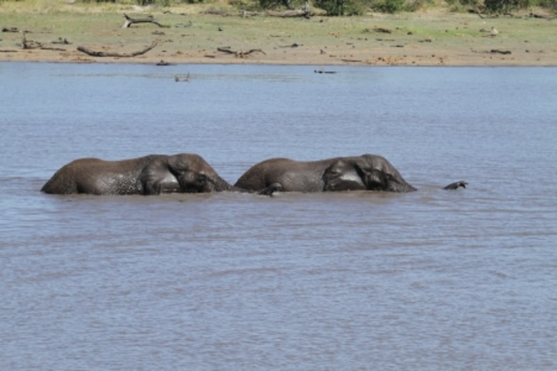 Une famille d'éléphants sauve un bébé de la noyade